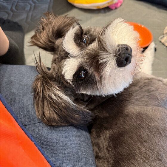 ミニチュア・シュナウザー　最近のお気に入り