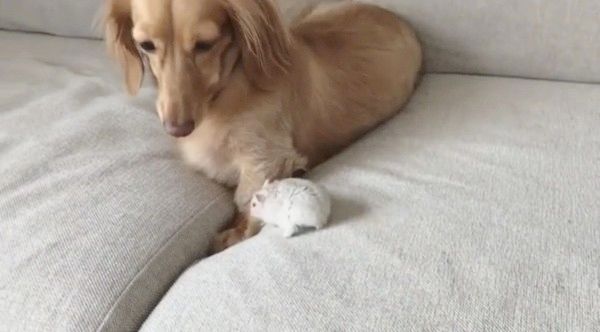 ミニチュア・ダックスフンドとハムスター