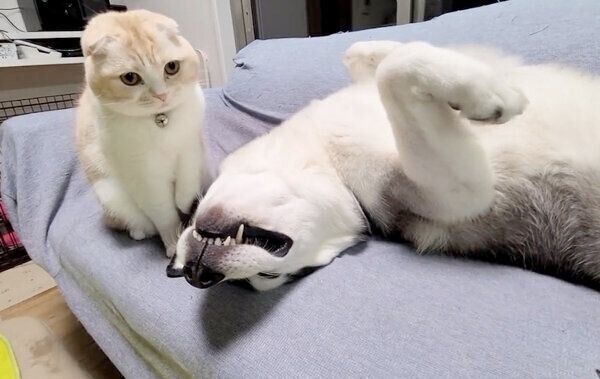 犬のはっちゃんを見つめる猫のじゅんちゃん