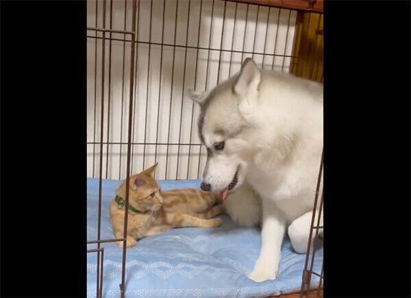仲良くくつろぐユキちゃん、レンちゃん