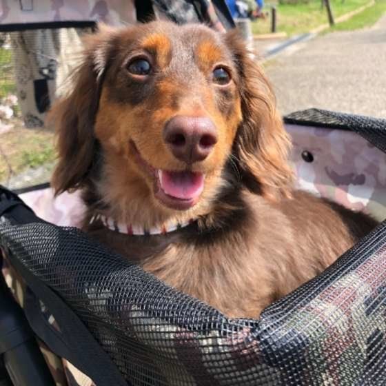 ダックスフンド