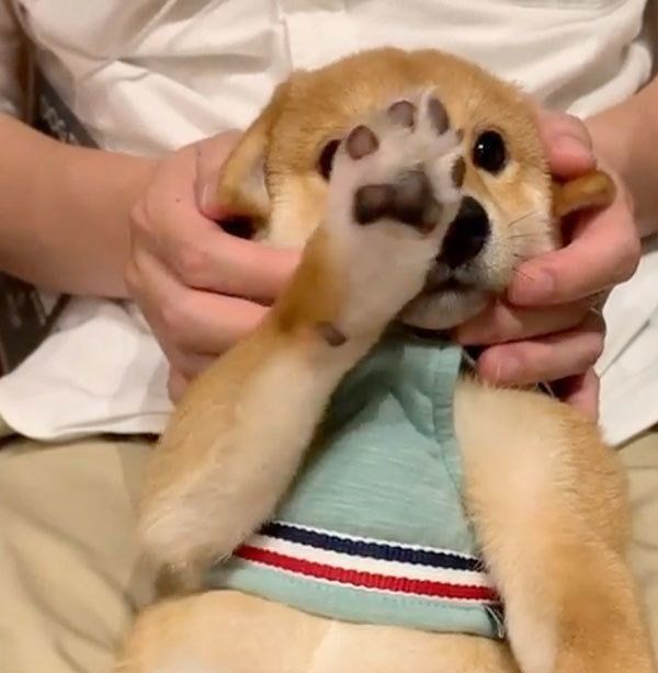 手をあげる豆柴