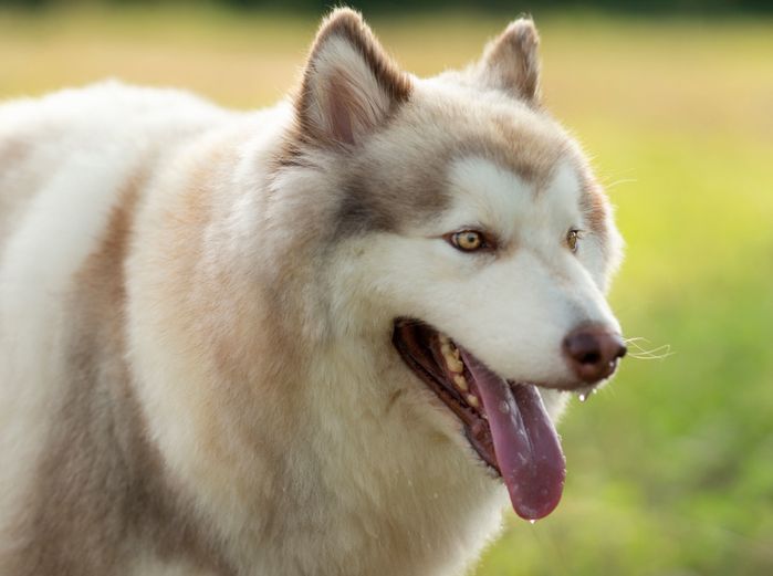 アラスカン・マラミュート