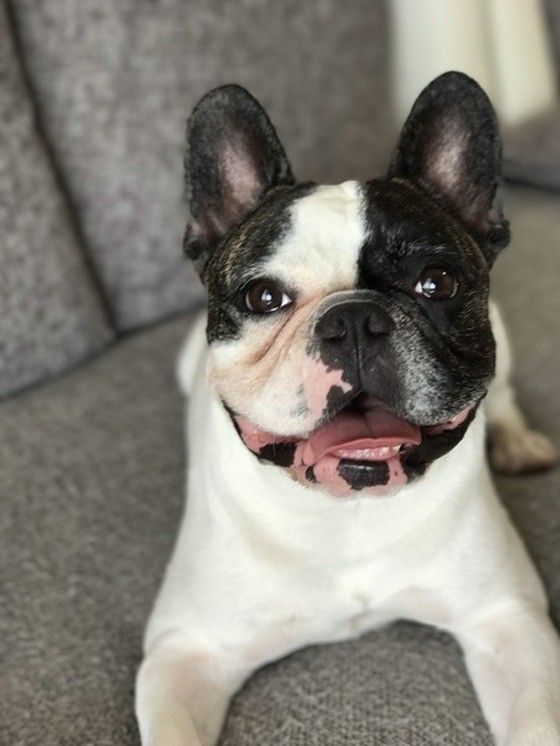 笑顔がステキなフレンチ・ブルドッグのマフィンくん