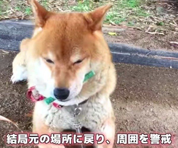柴犬