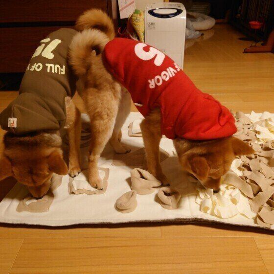 雨の日は愛犬の頭を使う遊びで楽しもう！ノーズワークって何？ いぬのきもち