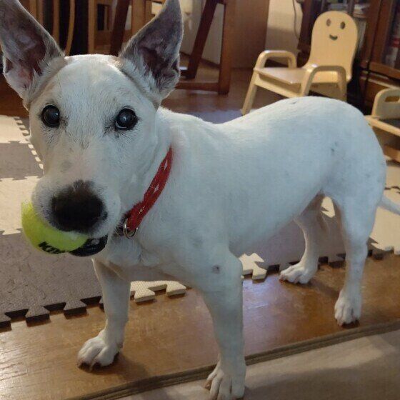 ボールで遊ぶ犬