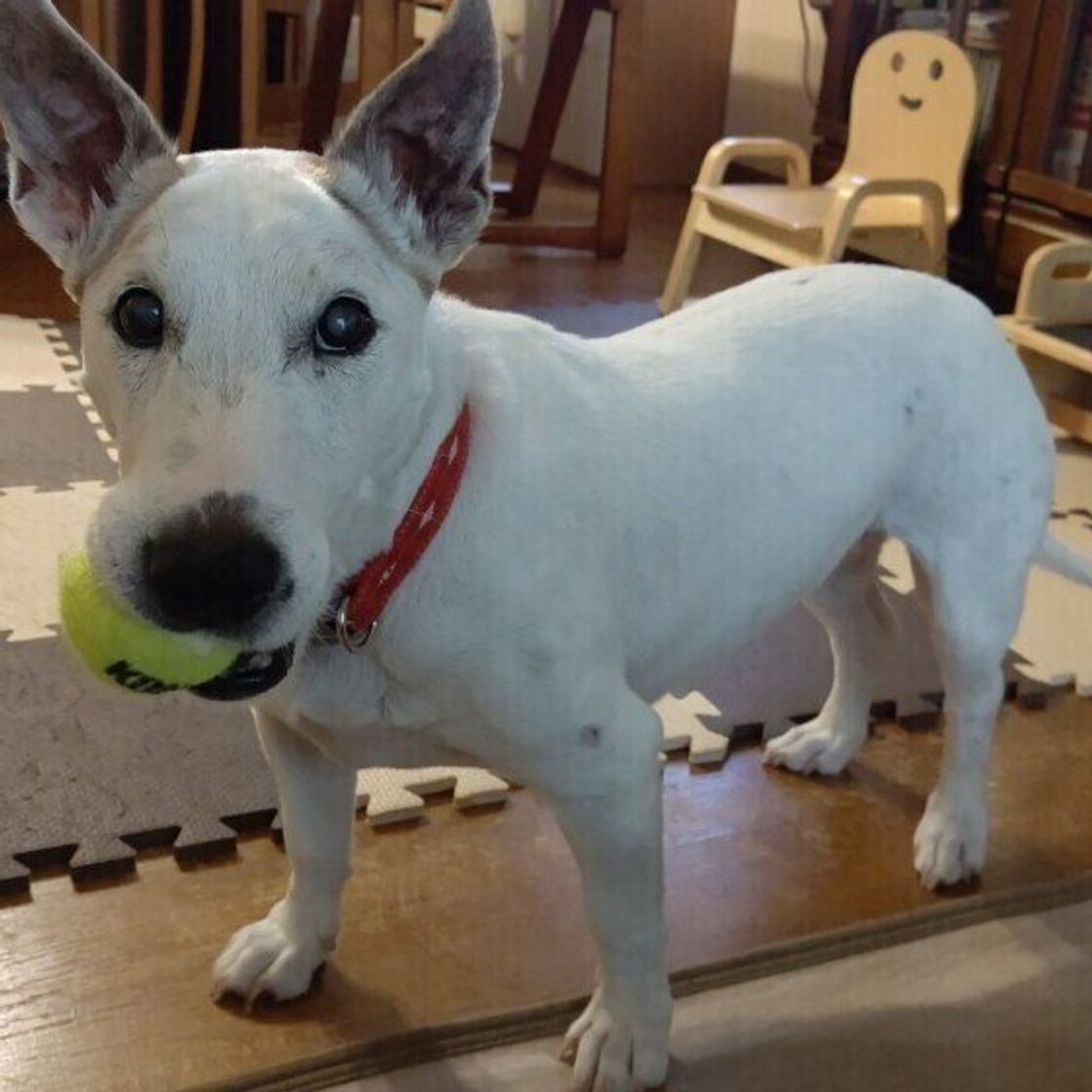 犬が遊ぶと実は危険 誤飲に注意したい家の中にあるアイテム4選 いぬのきもちweb Magazine 犬が遊ぶと実は危険 誤飲に注意したい家の中にあるアイテム4選 いぬのきもちweb Magazine