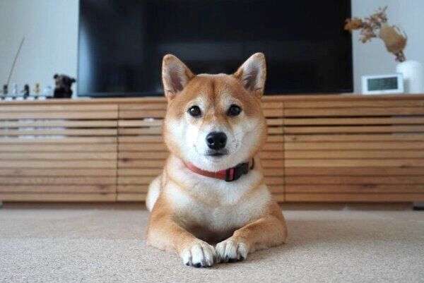 見つめるあんこちゃん