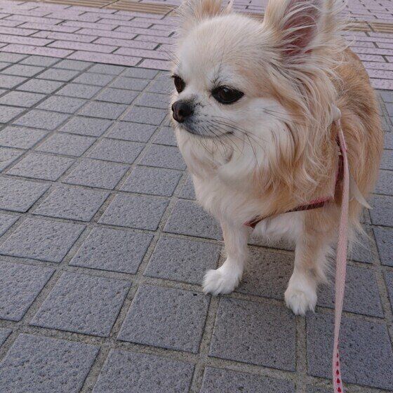 散歩するチワワ