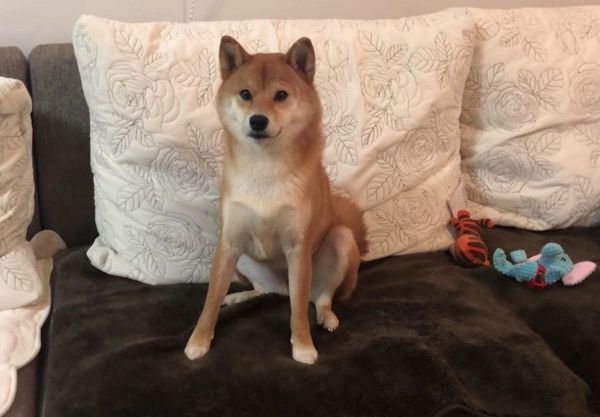 オモチャをナイスキャッチする柴犬