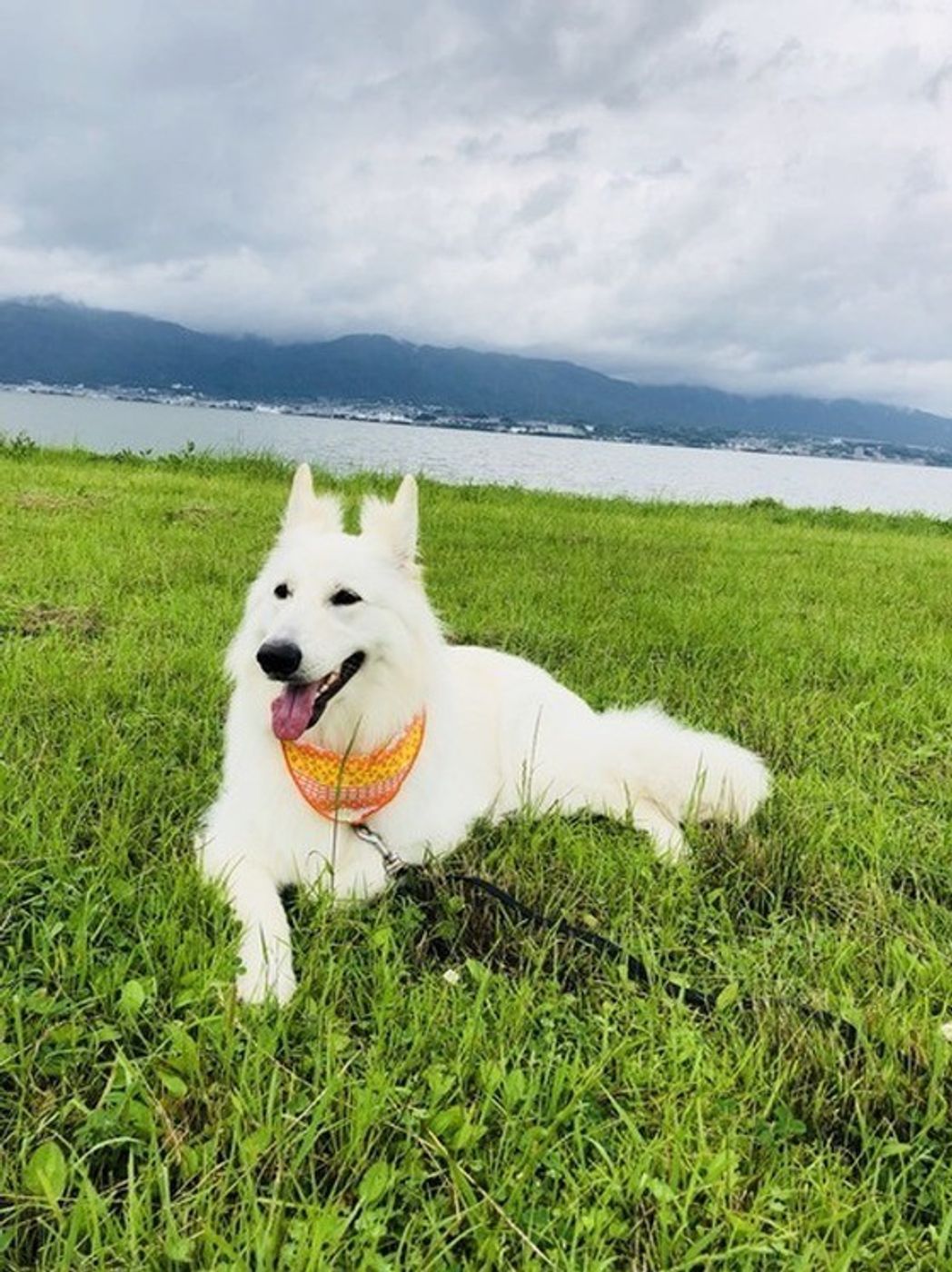 これで安心 愛犬との外出時に必要なマナーと無駄吠え トイレ対策 いぬのきもちweb Magazine これで安心 愛犬との外出時に必要なマナーと無駄吠え トイレ対策 いぬのきもちweb Magazine