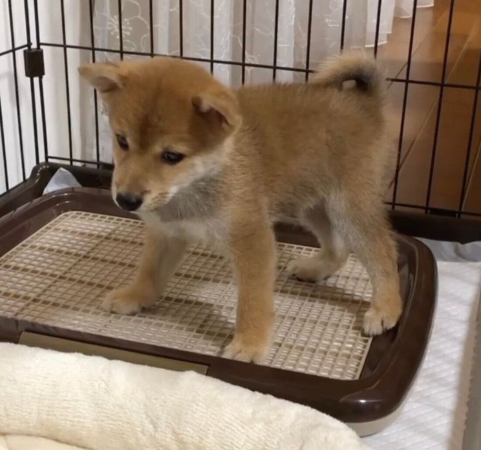 不安そうな表情のころたくん