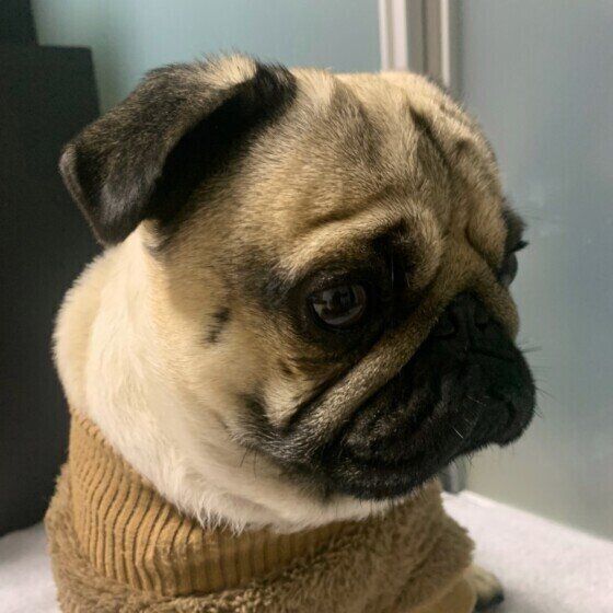 何を考えているの 犬の無表情 なときの気持ちとは いぬのきもちweb Magazine