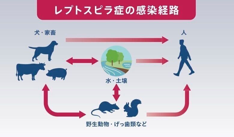 レプトスピラ症の感染経路