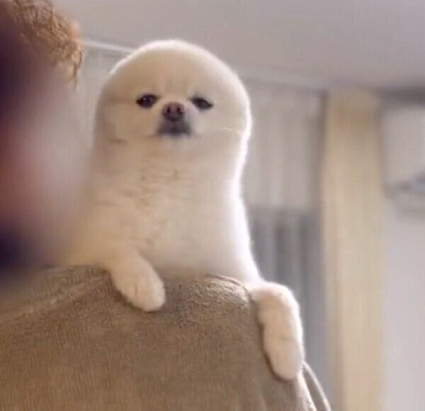 顔がとっても丸いぽんちゃん