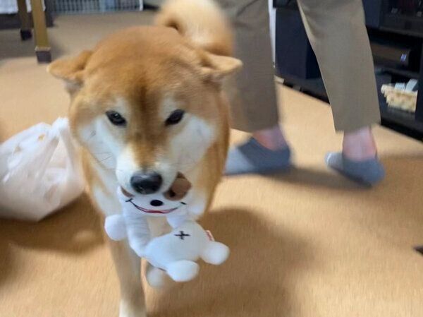 ヒコーキ耳をするゆきちゃん