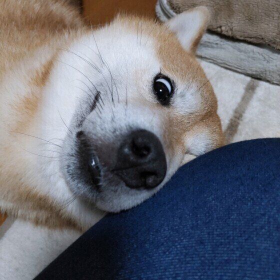 柴の武蔵麿くん