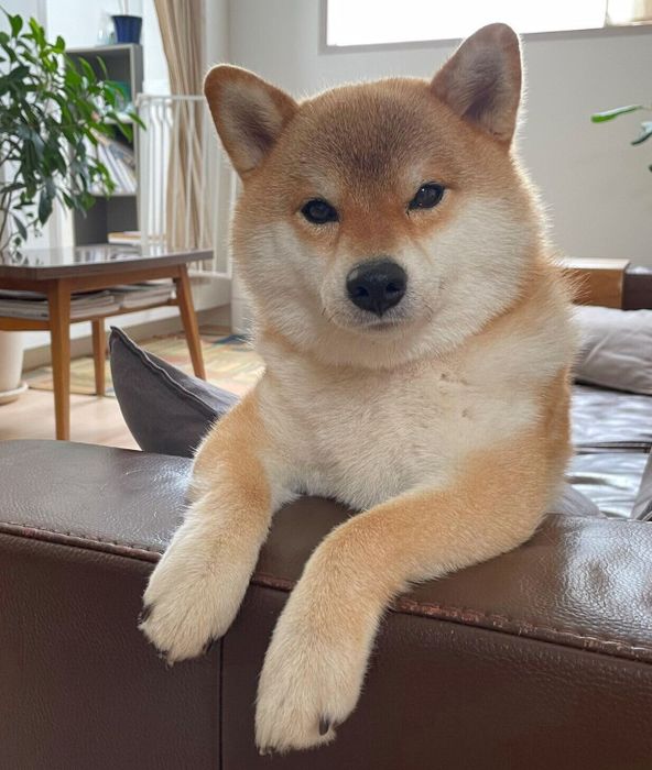 定位置でおやつを待つマヤちゃん