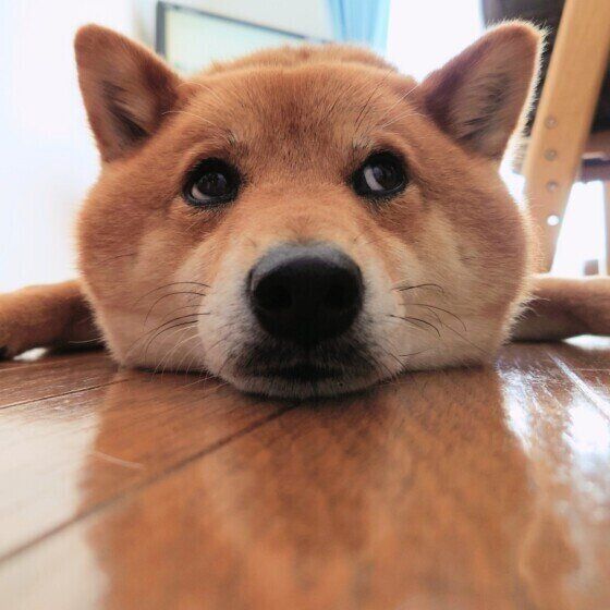 柴のおはぎくん