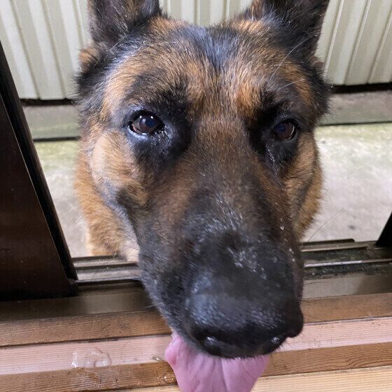 ジャーマン・シェパード・ドッグ