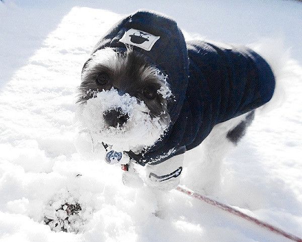 散歩するミニチュア・シュナウザー