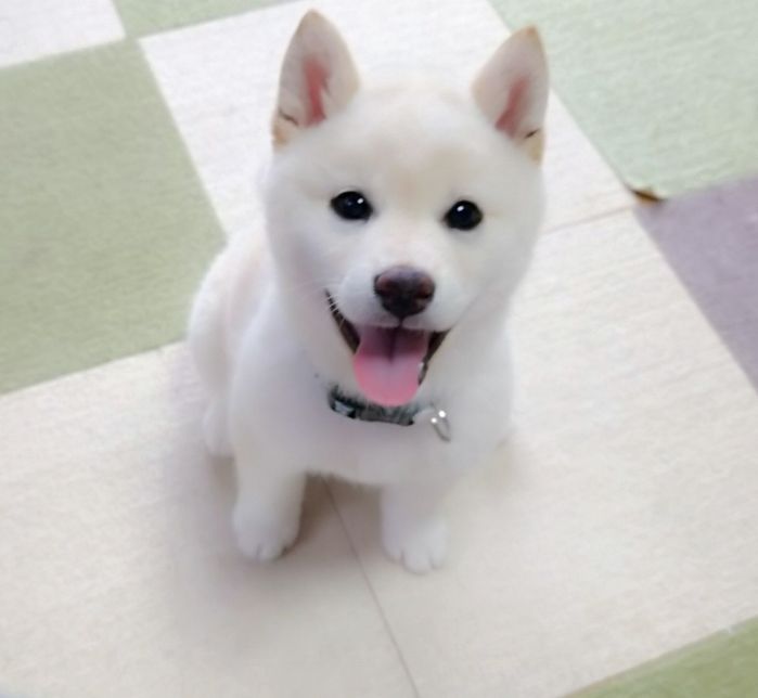 子犬時代の小麦ちゃん