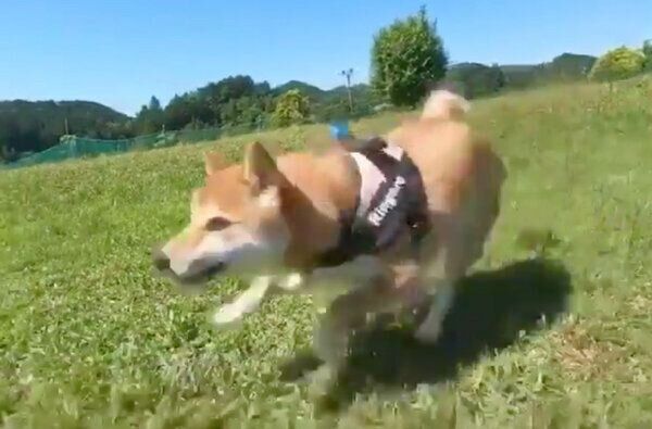 全力疾走するりんご郎くん