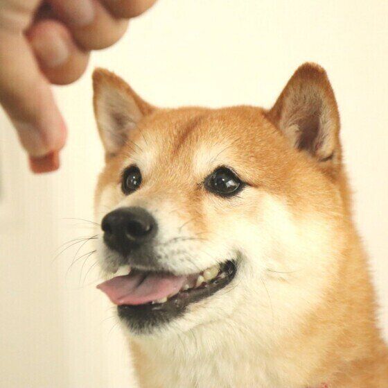 おやつを待つ柴よいちくん