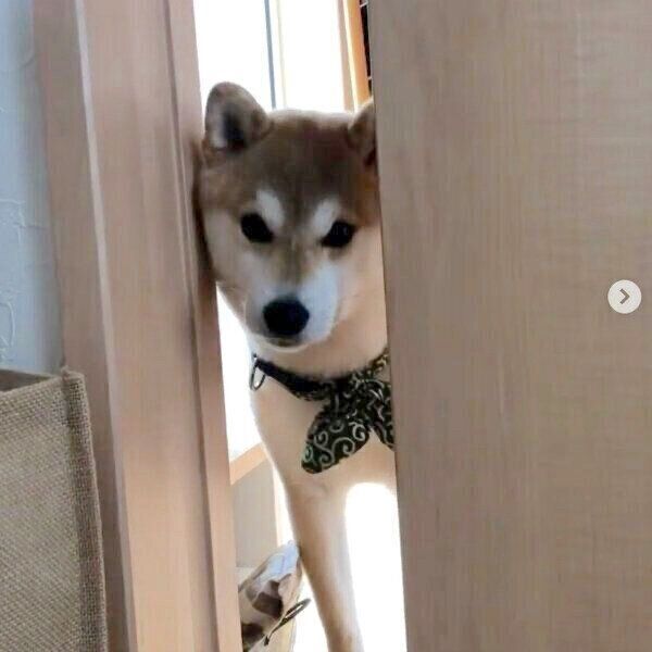 じーっと見つめるラテくん