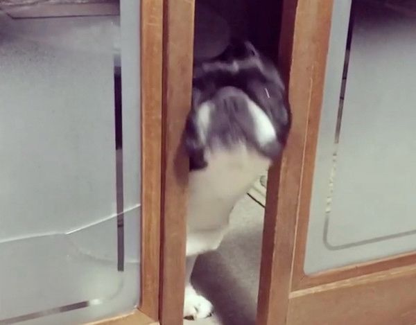 お顔でドアを開けるフレンチ・ブルドッグ