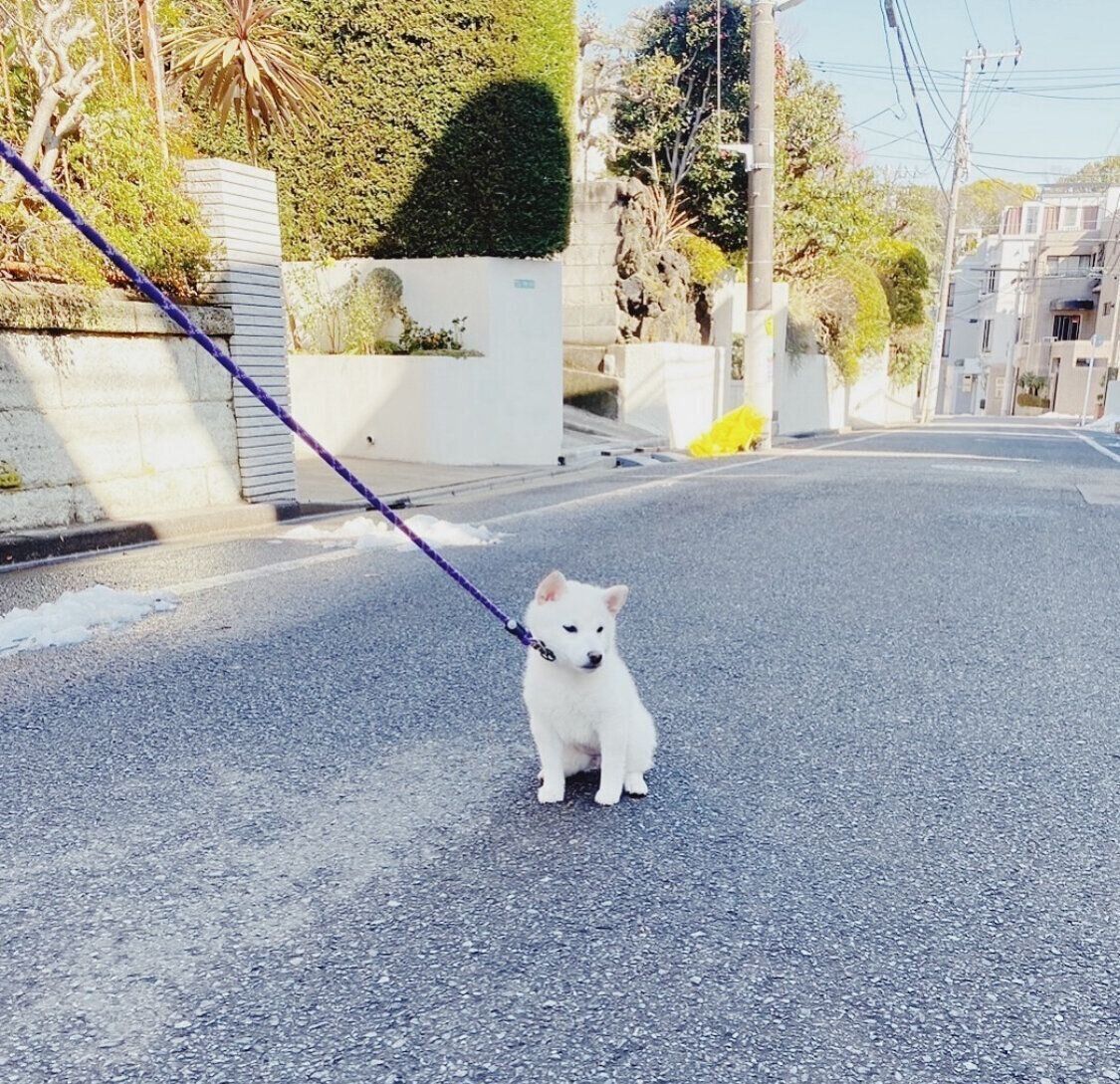 お散歩デビュー2日目にして“拒否柴”を見せるぺるちゃん