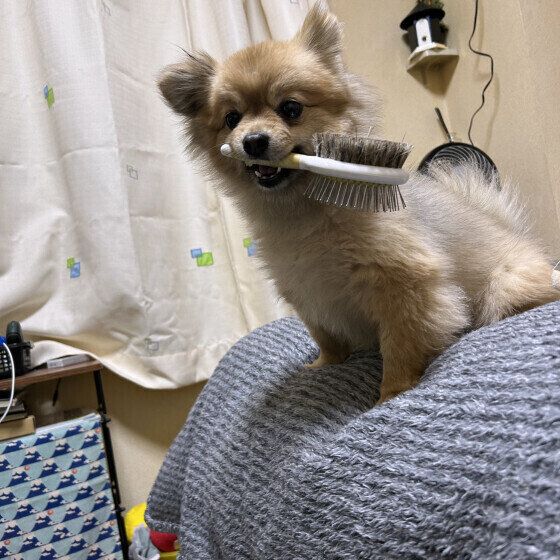 MIXの 七(なな) ちゃん