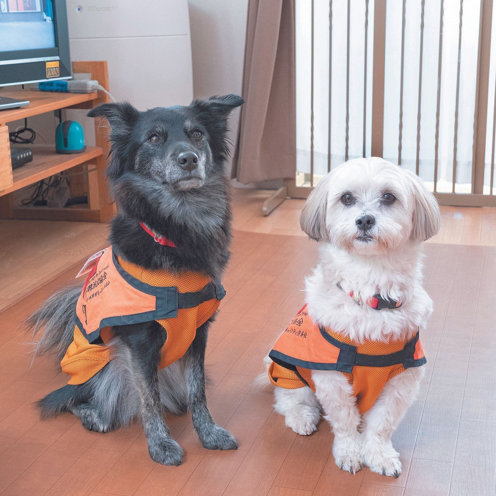 撮影／田尻光久