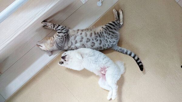 ひっくり返るこめたくん