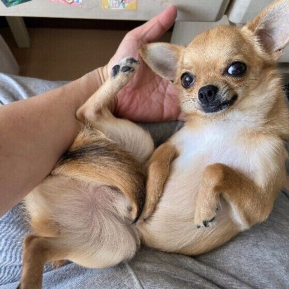 チワワ