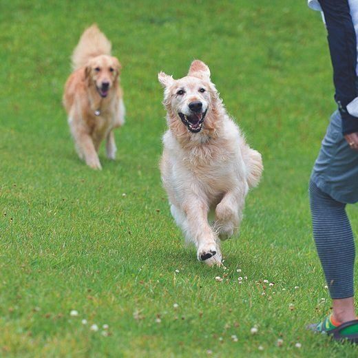 愛犬仲間との交流会にて、ピースくん（手前）と仲よく遊ぶハッピーちゃん（メス・11才／30.0㎏／ゴールデン・レトリーバー／穏やかでやさしい）