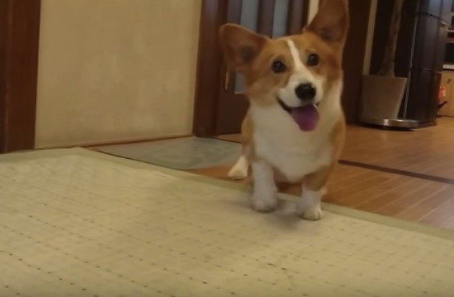 楽しくてジタバタする犬