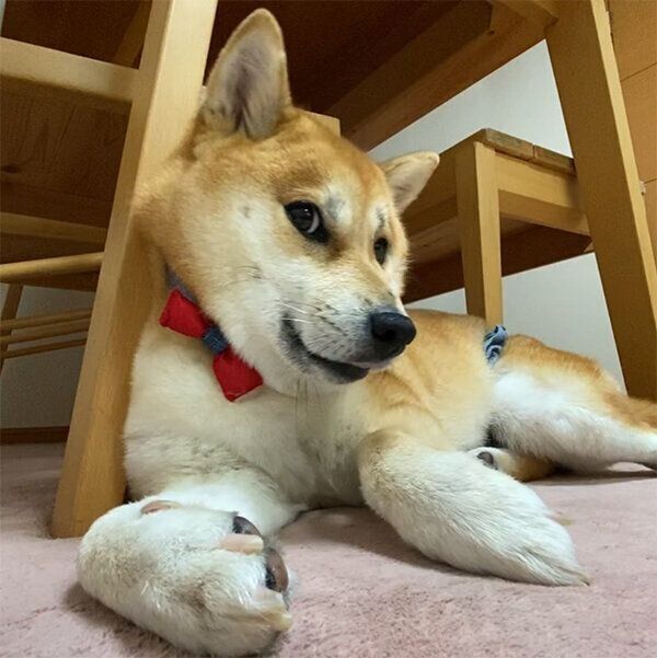 くつろぐミクちゃん