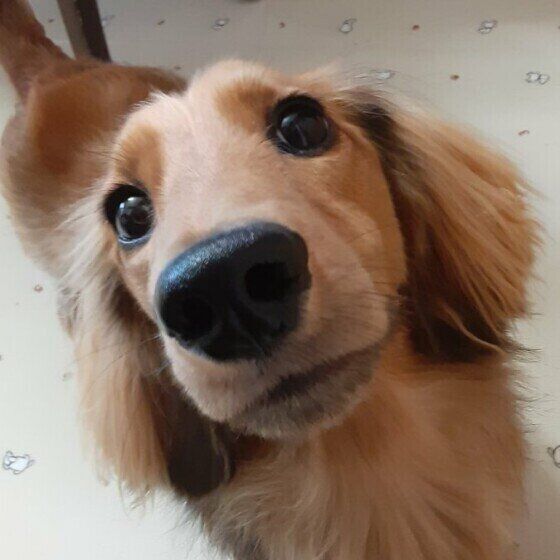犬の鼻の色が変わるのはどうして?