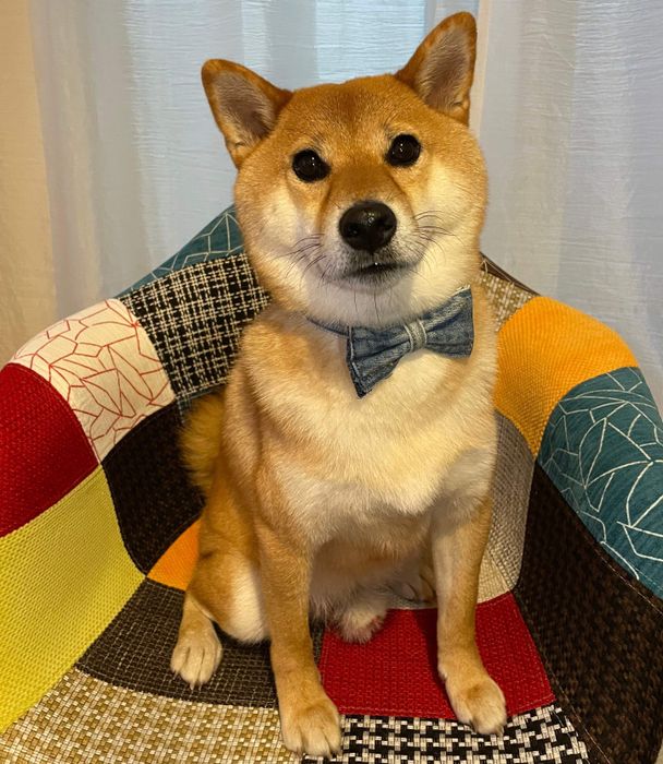 見つめるおだしくん