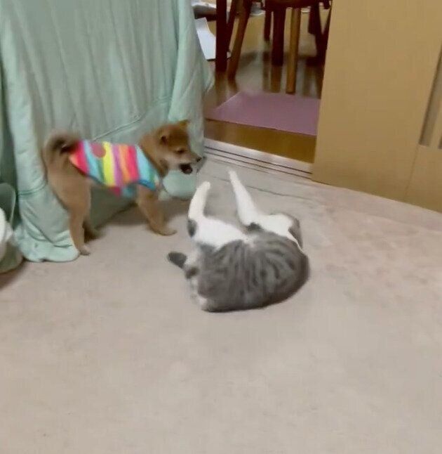 じゃれ合うメイちゃん、まるくん