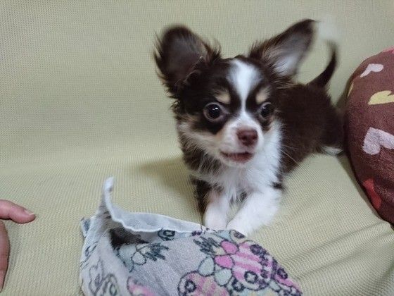 見つめるチワワ