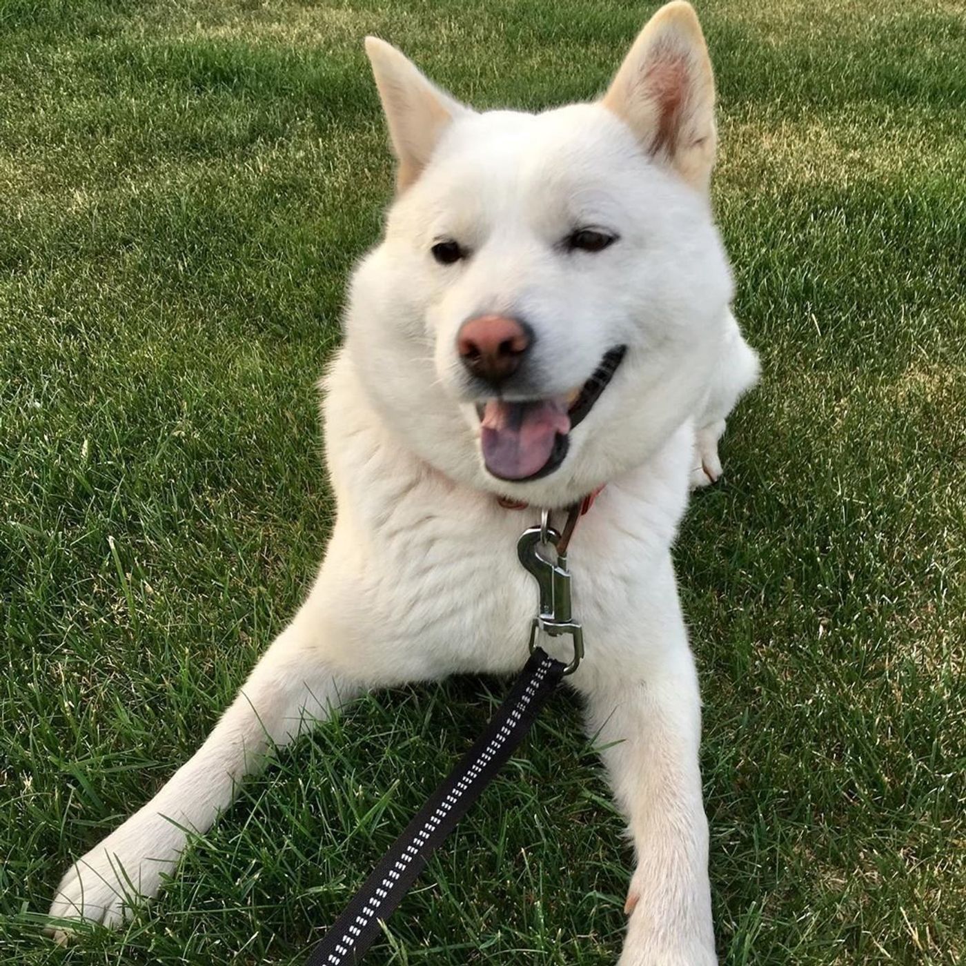 獣医師監修 北海道犬ってどんな性格 特徴や飼い方を解説 いぬのきもちweb Magazine 獣医師監修 北海道犬ってどんな性格 特徴や飼い方を解説 いぬのきもちweb Magazine