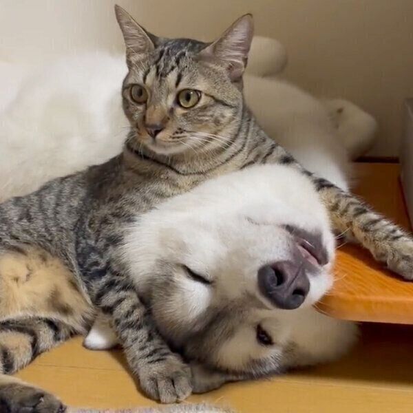 ユキちゃんとサンくん