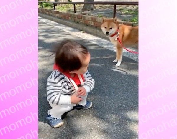 歩こうとする花子ちゃんと、イヤイヤをするモモ子ちゃん
