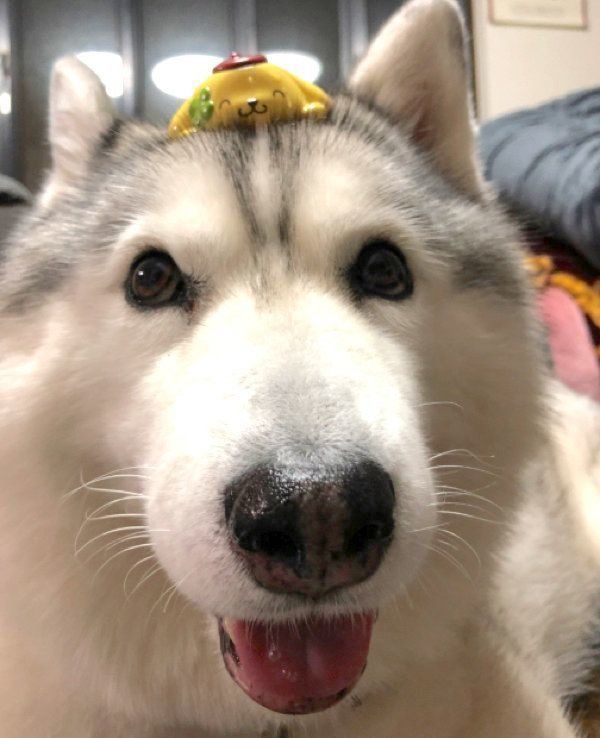 頭におもちゃを乗せるシルビアちゃん