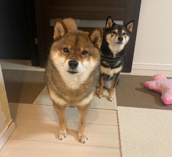 仲良しな花ちゃんとあずきちゃん
