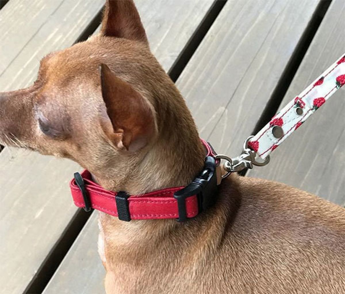 事故で亡くなるワンちゃんを減らしたいーー愛犬の死から 愛犬を守るリード開発 へ いぬのきもちweb Magazine 事故で亡くなるワンちゃんを減らしたいーー愛犬の死から 愛犬を守るリード開発 へ いぬのきもちweb Magazine