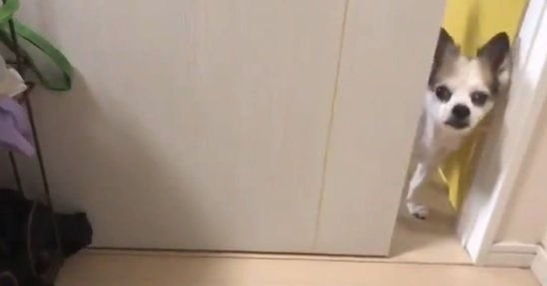 犬も満喫中 飼い主さんと愛犬のほっこり ステイホーム の過ごし方 いぬのきもちweb Magazine 犬も満喫中 飼い主さんと愛犬のほっこり ステイホーム の過ごし方 いぬのきもちweb Magazine